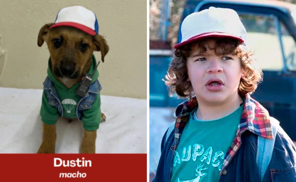 Featured Dog Dustin. Photo: Instagram @dpa.cxs