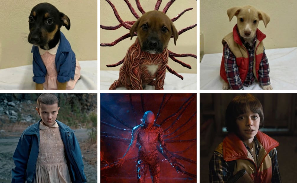 The Department of Animal Welfare combined technology and pop culture for this campaign. Photo: Instagram @dpa.cxs