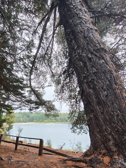 The trails of Victoria Island are surrounded by the presence of Nauel Huapi.
