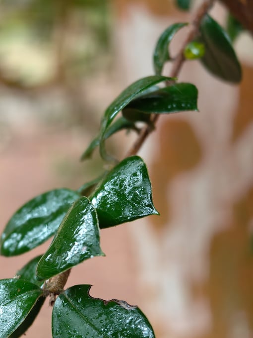 Fragment of wet tree leaves. AI adds clarity to pictures.
