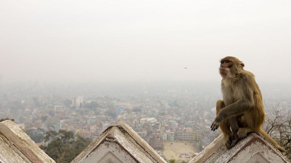 Particles in the air caused by pollution can turn the sky white.